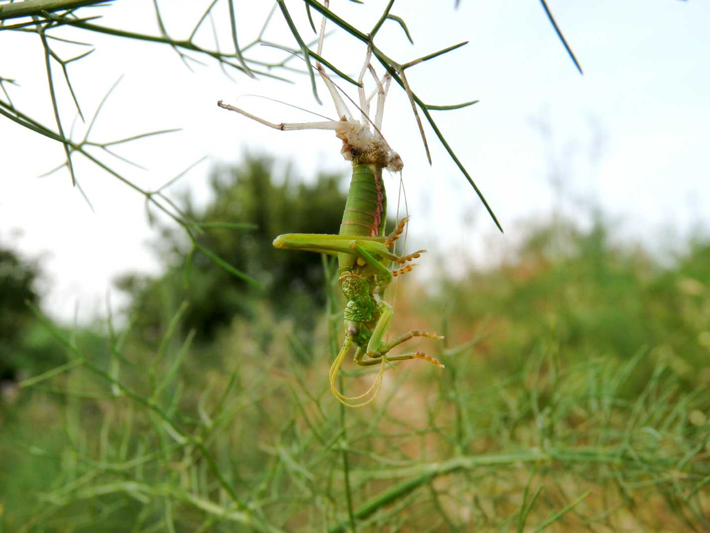 Uromenus (Bolivarius) brevicollis insularis in muta